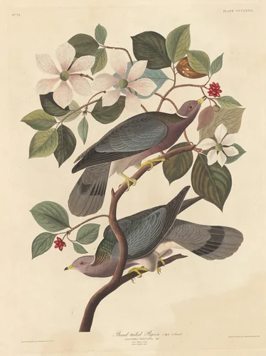 Band-tailed Pigeon by Robert Havell, Jr.; John James Audubon, print, 1837