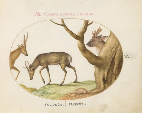 Plate 20: Three Types of Stags with a Dormouse(?) by Joris Hoefnagel, drawing, 1570-1599