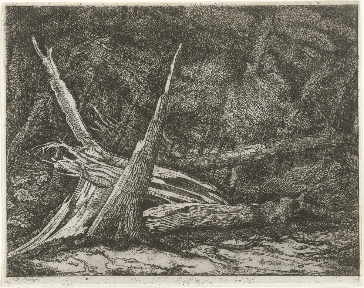 Gevelde bomen na een storm by Jacobus Ludovicus Cornet, print, 1853-1882