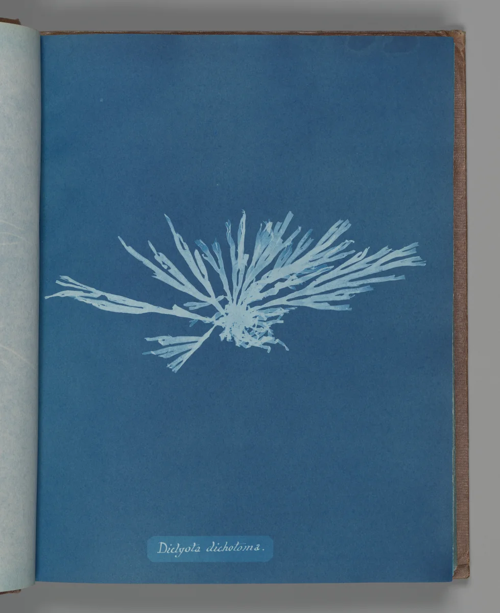 Dictyota dichotoma by Anna Atkins, photograph, 1851-1855