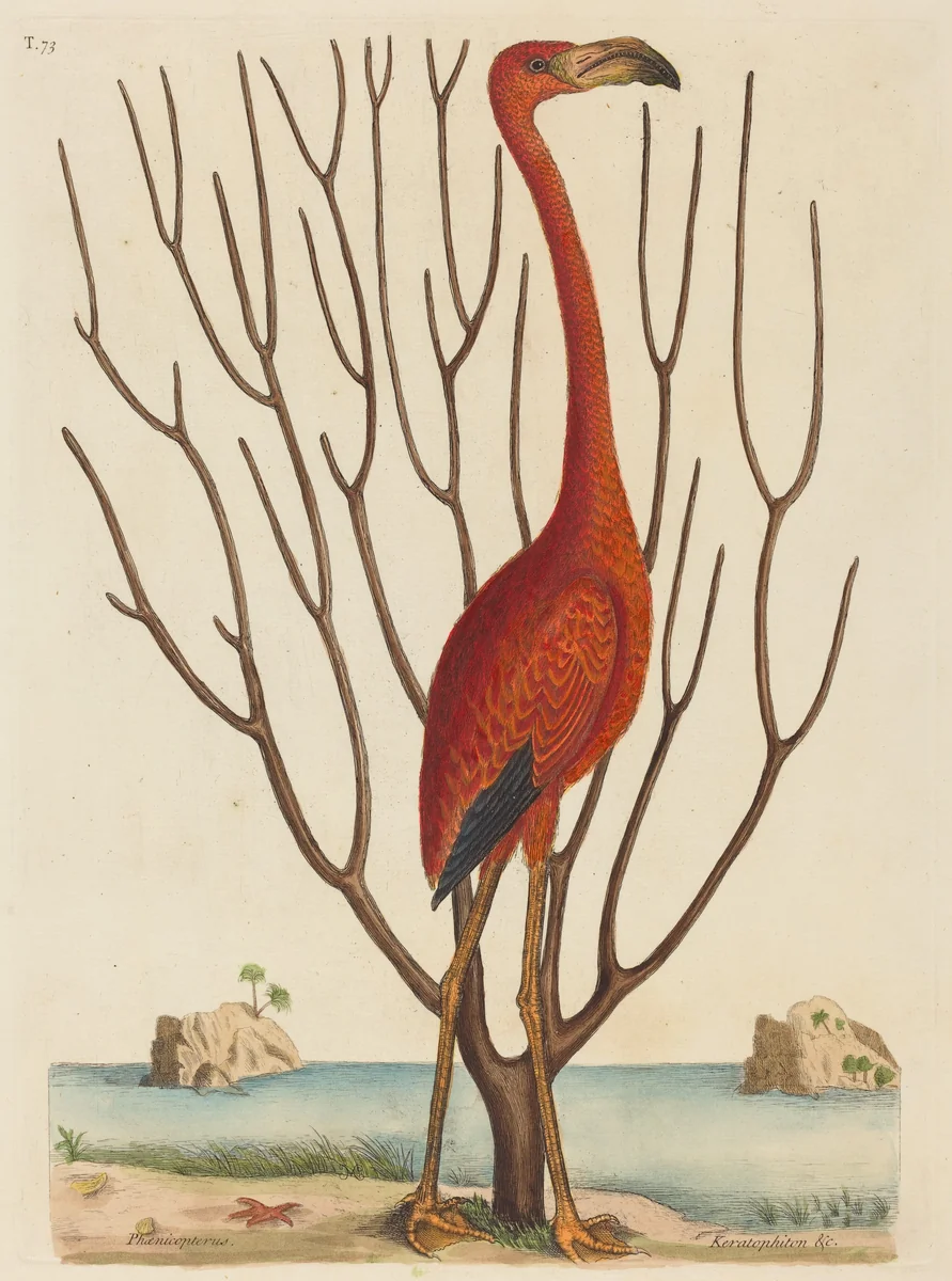 The Flamingo (Phoenicopterus ruber) by Mark Catesby, print, 1731-1743