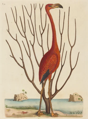 The Flamingo (Phoenicopterus ruber) by Mark Catesby, print, 1731-1743
