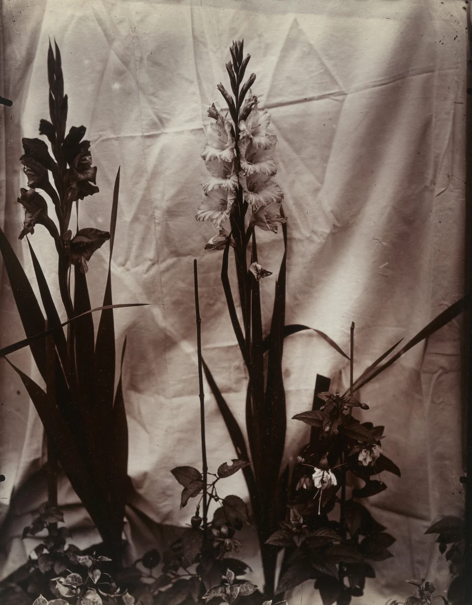 Glaïeul by Eugène Atget, photograph, 1900