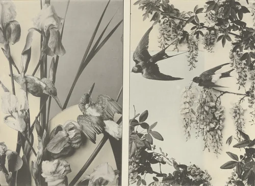 Page from Festons und Dekorative Gruppen by Unidentified Photographer, photograph, 1893