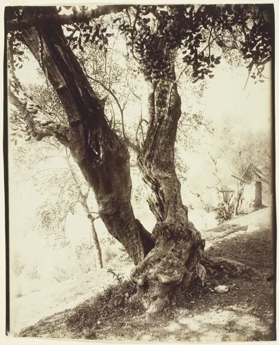 Olivier, Nice (Olive Tree, Nice) by Jean-Eugène-Auguste Atget, photograph, 1895-1905