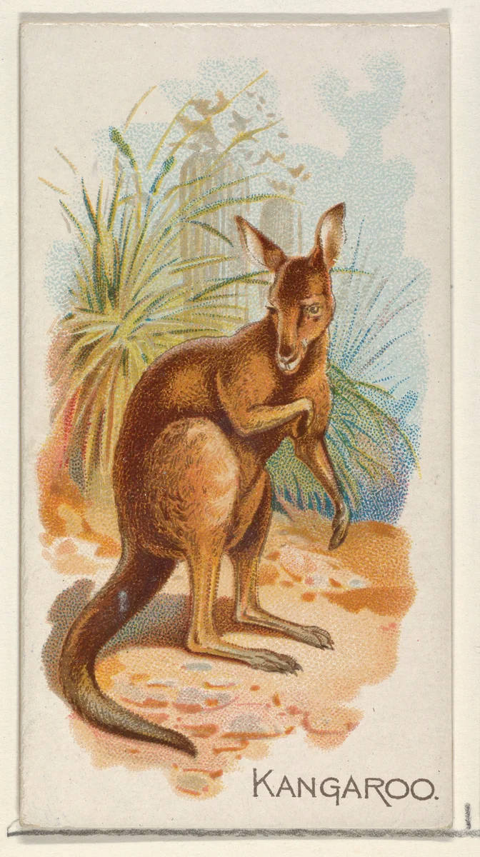 Kangaroo, from the Quadrupeds series (N21) for Allen & Ginter Cigarettes by Allen & Ginter, print, 1890