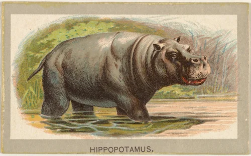 Hippopotamus, from the Animals of the World series (T180), issued by Abdul Cigarettes by Abdul Cigarettes, print, 1881