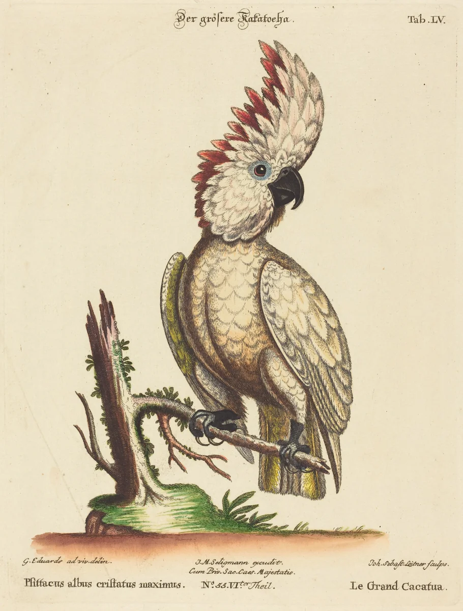 Psittacus albus cristatus maximus by Johann Sebastian Leitner; George Edwards, print, 1715-1795