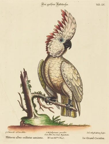 Psittacus albus cristatus maximus by Johann Sebastian Leitner; George Edwards, print, 1715-1795
