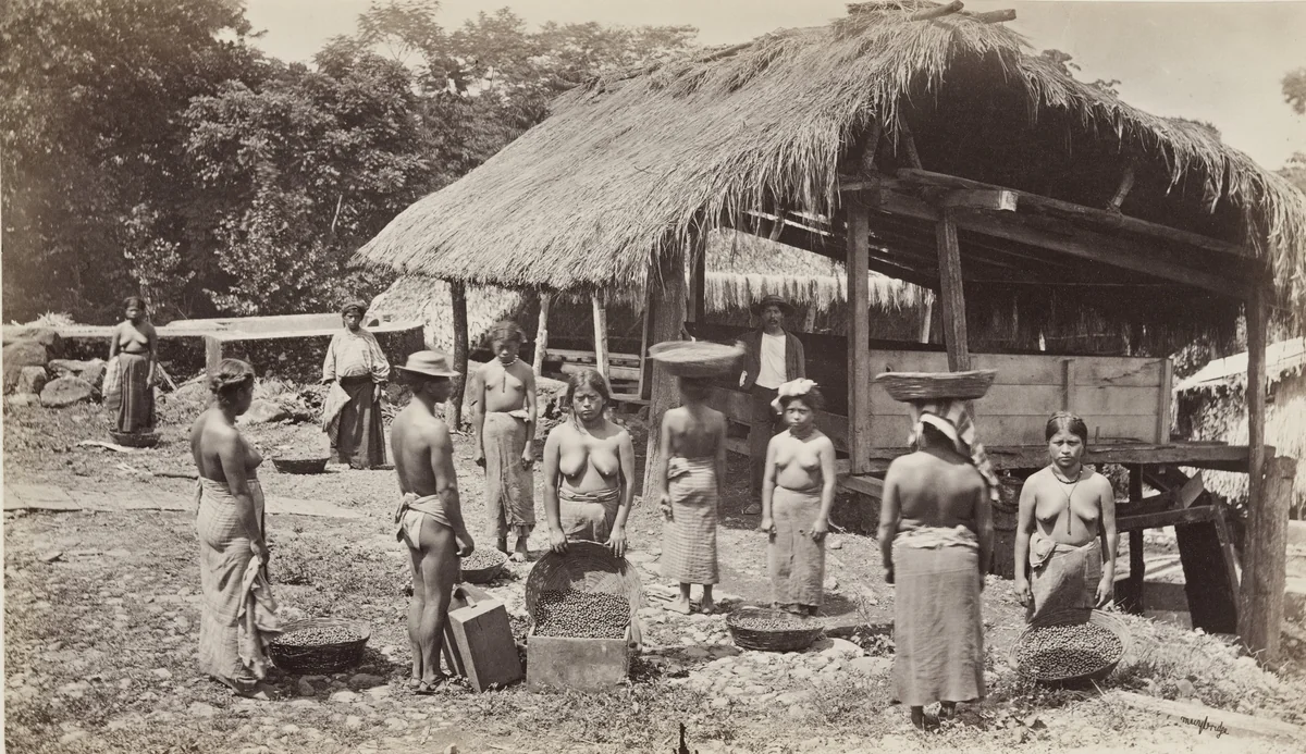 Bringing in the Day's Coffee Harvest, San Isidro by Eadweard Muybridge, photograph, 1875