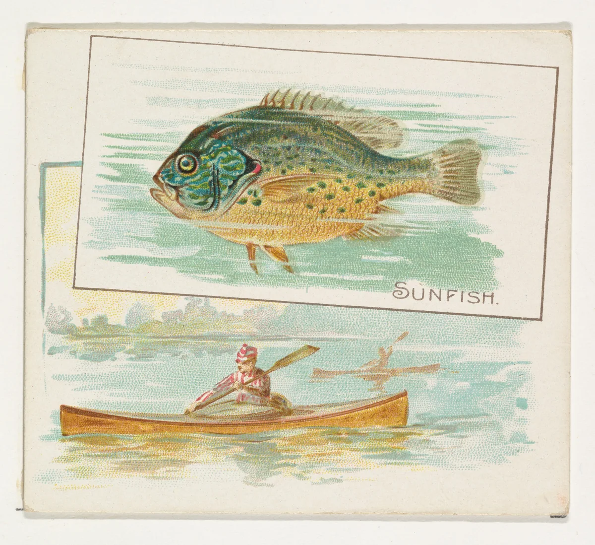 Sunfish, from Fish from American Waters series (N39) for Allen & Ginter Cigarettes by Allen & Ginter, print, 1889