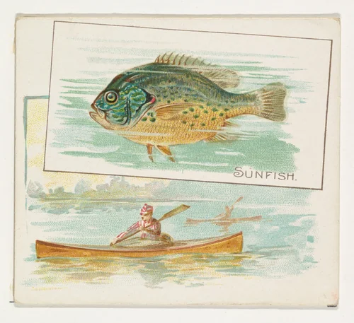Sunfish, from Fish from American Waters series (N39) for Allen & Ginter Cigarettes by Allen & Ginter, print, 1889