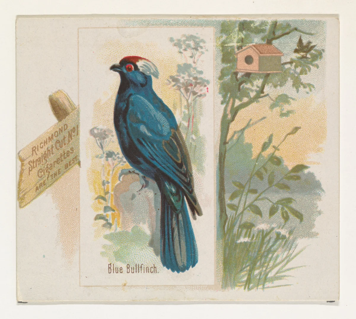 Blue Bullfinch, from the Song Birds of the World series (N42) for Allen & Ginter Cigarettes by Allen & Ginter, print, 1890