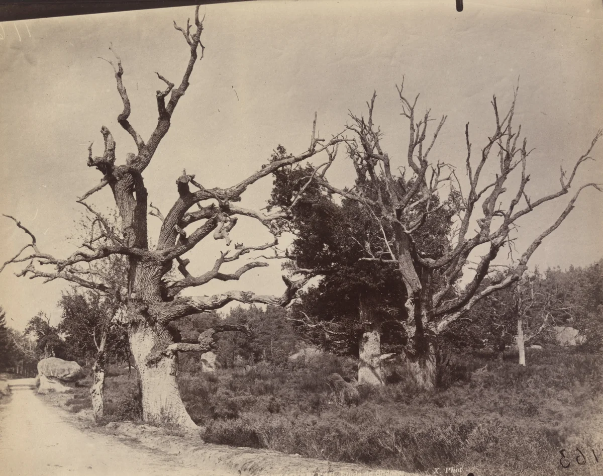 Fontainebleau. Chêne by Eugène Atget, photograph, 1922