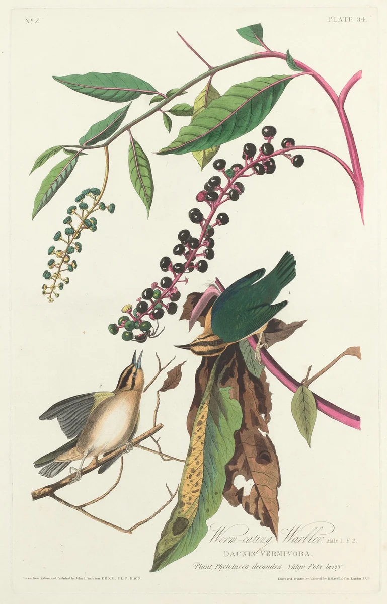 Worm-eating Warbler by Robert Havell, Jr.; John James Audubon, print, 1828