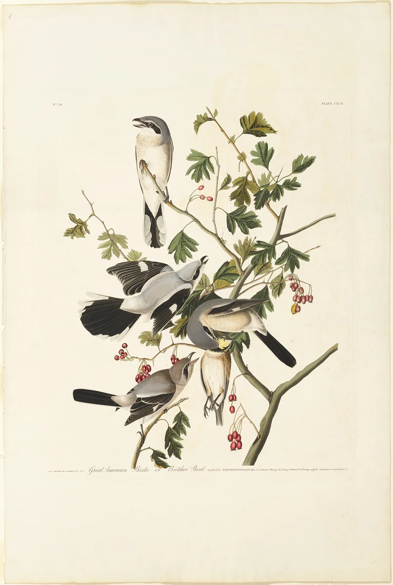Great American Shrike by Robert Havell, print, 1834