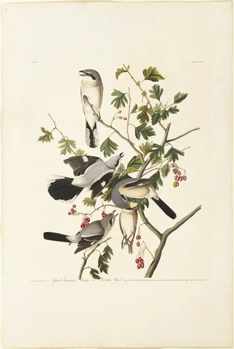 Great American Shrike by Robert Havell, print, 1834