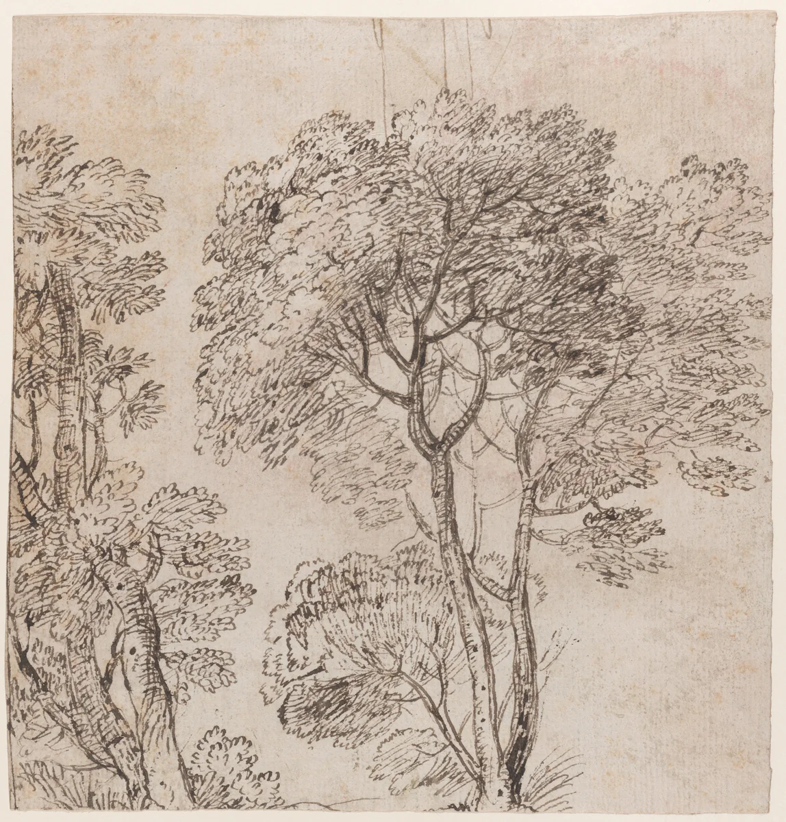 Study of a Group of Trees by Nicolas Poussin, drawing, 1620-1655