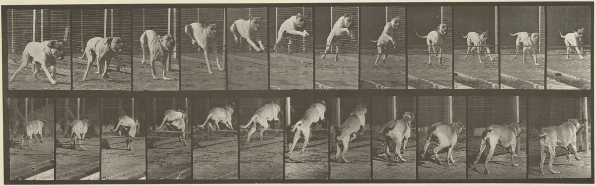 Plate Number 712. Dog; jumping hurdle; mastiff, Dread by Eadweard Muybridge, photograph, 1887