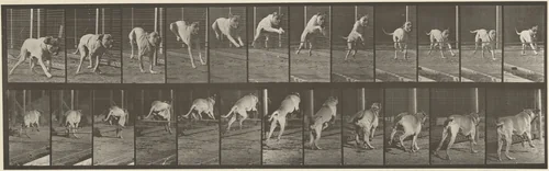 Plate Number 712. Dog; jumping hurdle; mastiff, Dread by Eadweard Muybridge, photograph, 1887