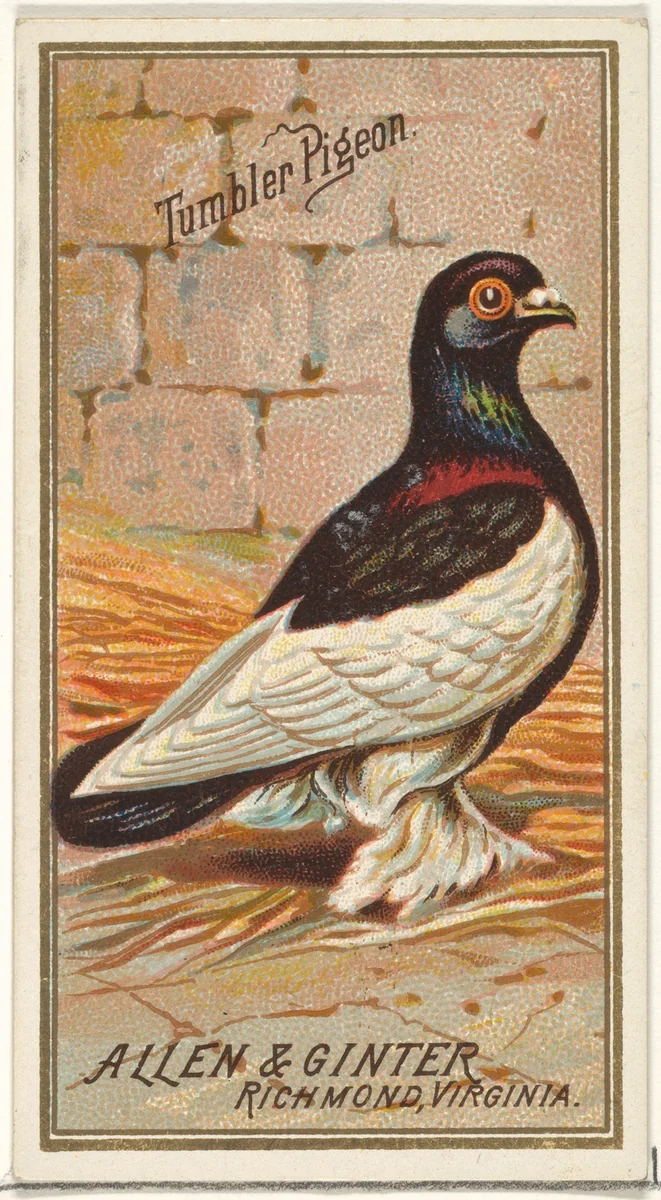 Tumbler Pigeon, from the Birds of America series (N4) for Allen & Ginter Cigarettes Brands by Allen & Ginter, print, 1888