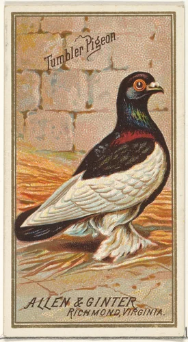 Tumbler Pigeon, from the Birds of America series (N4) for Allen & Ginter Cigarettes Brands by Allen & Ginter, print, 1888