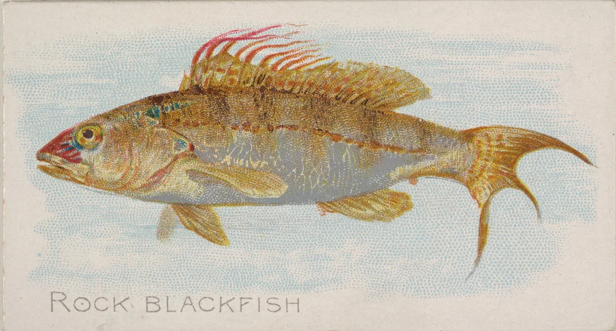 Rock Blackfish, from the Fish from American Waters series (N8) for Allen & Ginter Cigarettes Brands by Allen & Ginter, print, 1889