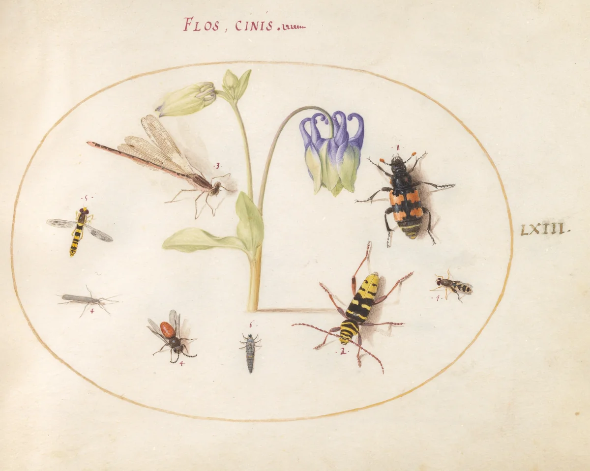 Plate 63: A Dragonfly, a Spotted Longhorn, a Sexton Beetle, and Other Insects with a Blue and White Columbine by Joris Hoefnagel, drawing, 1570-1599