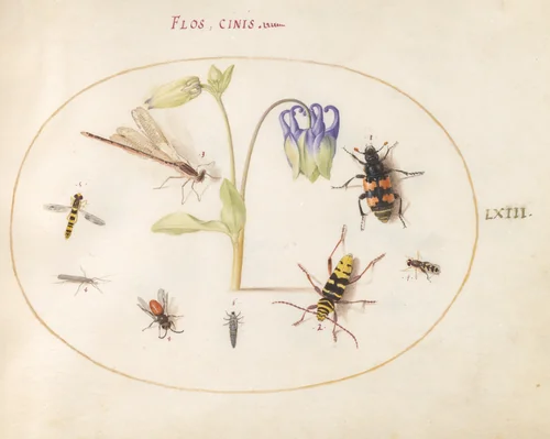 Plate 63: A Dragonfly, a Spotted Longhorn, a Sexton Beetle, and Other Insects with a Blue and White Columbine by Joris Hoefnagel, drawing, 1570-1599