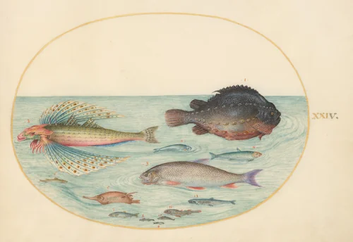 Plate 24: Flying Swallow Gurnard, Male Lumpsucker, Longspine Snipefish, and Other Fish by Joris Hoefnagel, drawing, 1570-1599