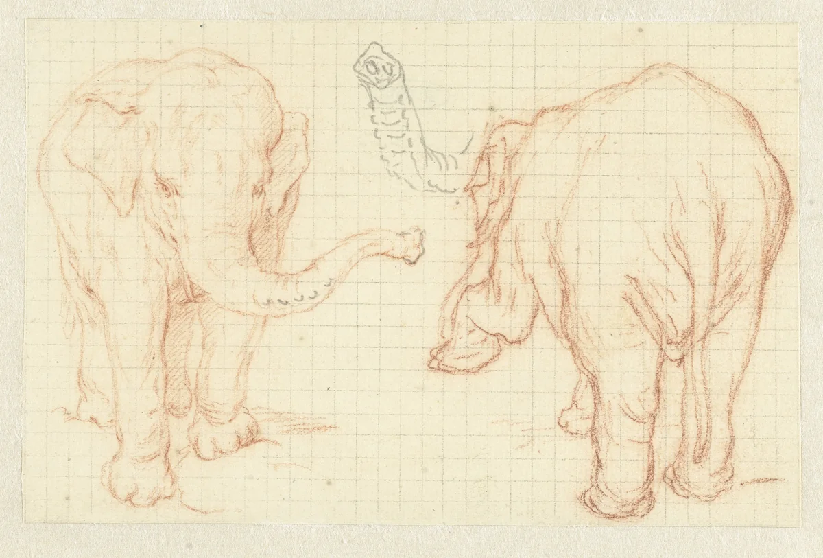 Twee studies van een olifant en een slurf by Petrus Camper, drawing, 1732-1789