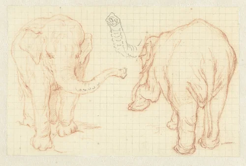 Twee studies van een olifant en een slurf by Petrus Camper, drawing, 1732-1789