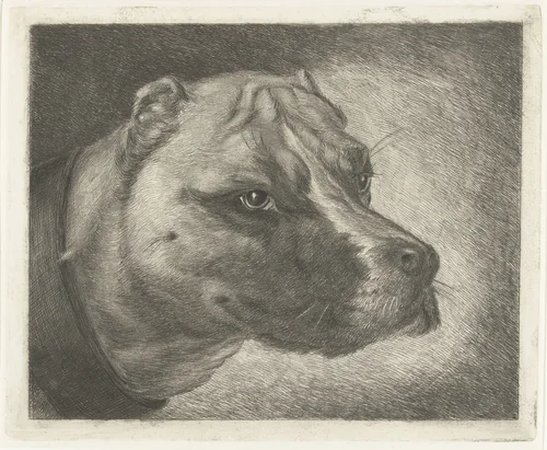 Hondekop met halsband by Jacobus Cornelis Gaal, print, 1852