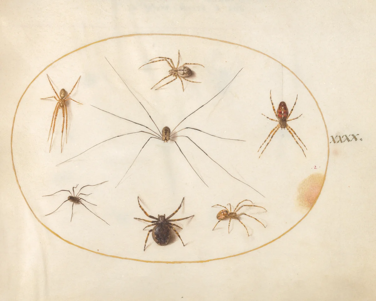 Plate 40: Eight Spiders, Including a Cross Spider, with an Egg Sac by Joris Hoefnagel, drawing, 1570-1599