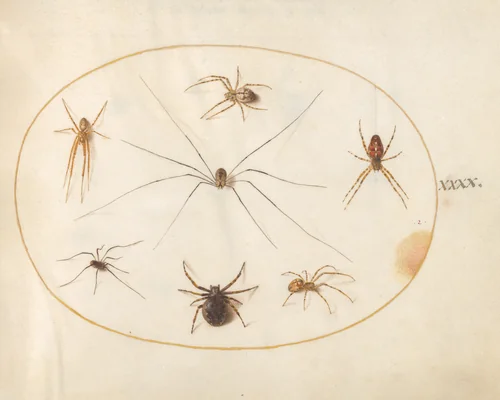 Plate 40: Eight Spiders, Including a Cross Spider, with an Egg Sac by Joris Hoefnagel, drawing, 1570-1599