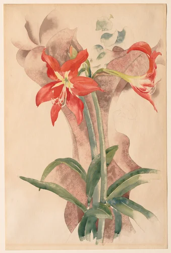 Amaryllis by Charles Demuth, drawing, 1918-1928