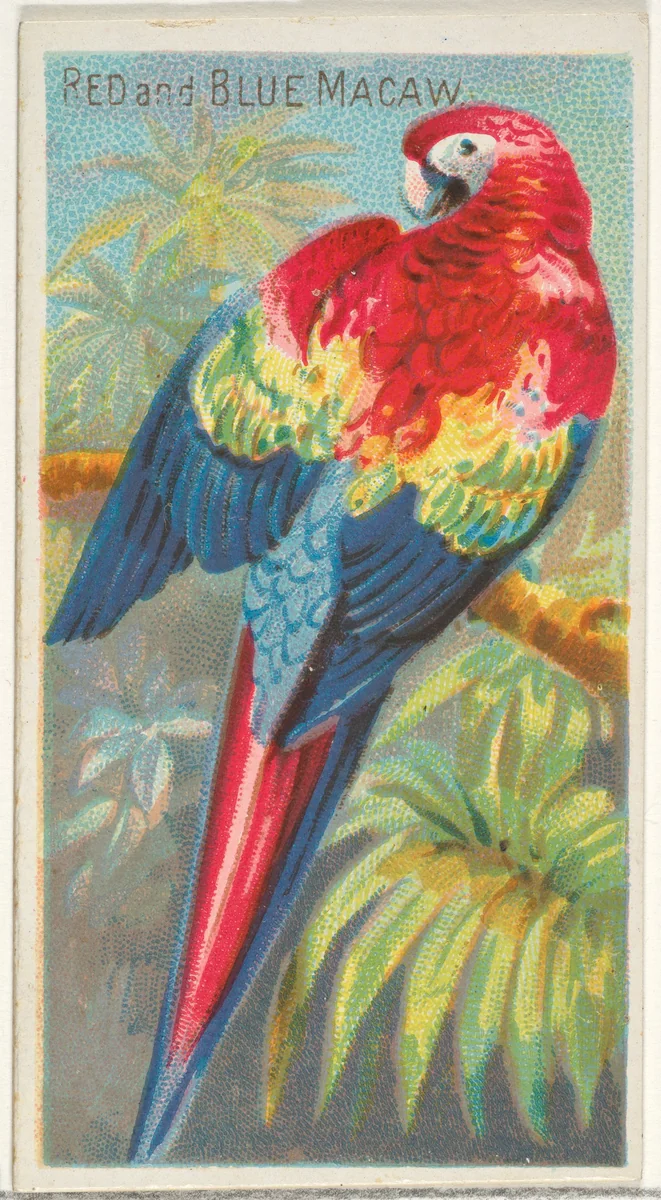 Red and Blue Macaw, from the Birds of the Tropics series (N5) for Allen & Ginter Cigarettes Brands by Allen & Ginter, print, 1889