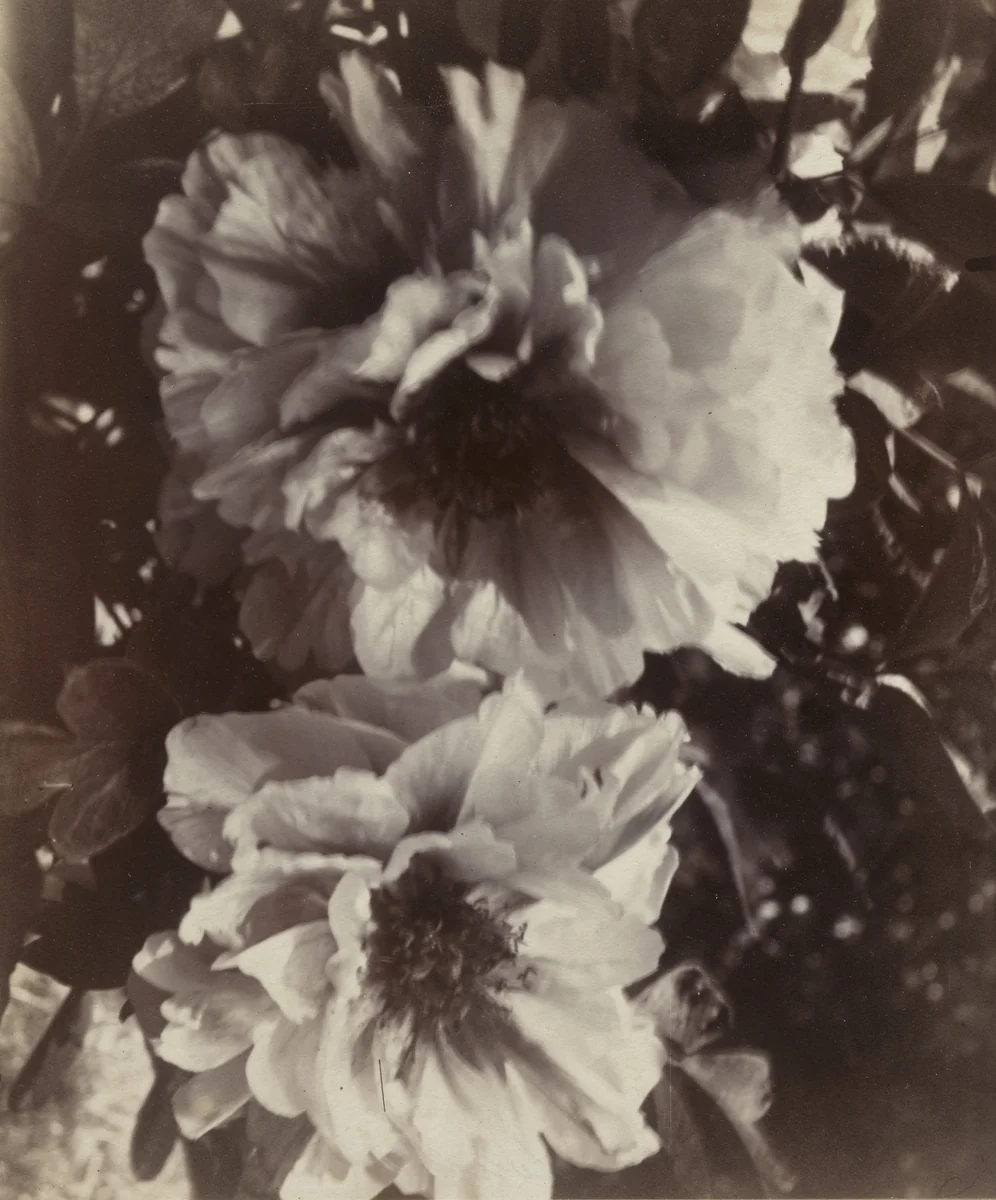 Pivoines by Eugène Atget, photograph, 1919