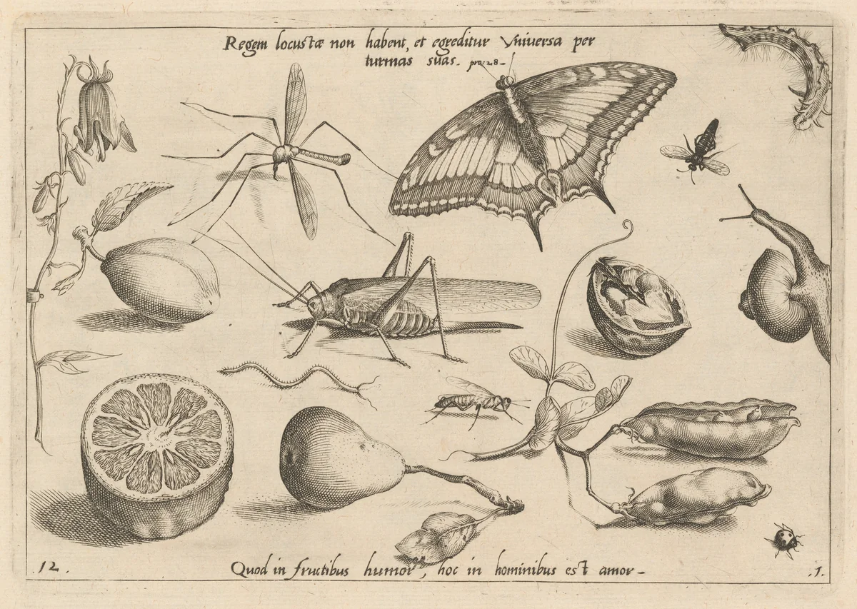 Archetypa studiaque patris Georgii Hoefnagelii [Part 1, Plate 12] by Jacob Hoefnagel; Joris Hoefnagel, print, 1592