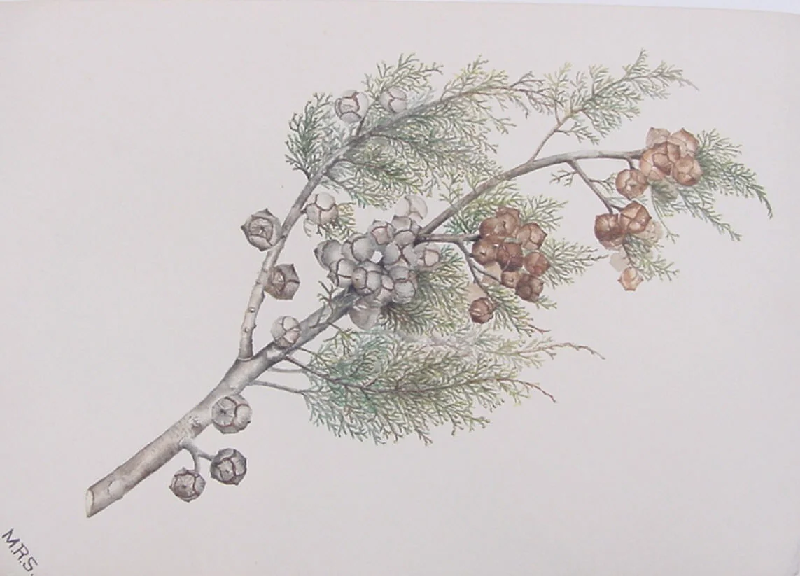 Cypress Bough by Mary Russell Smith, artwork, 1842-1872