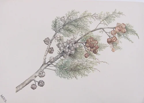 Cypress Bough by Mary Russell Smith, artwork, 1842-1872