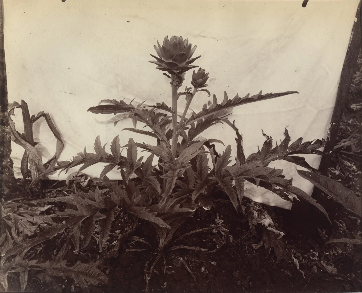 Artichauts by Eugène Atget, photograph, 1900