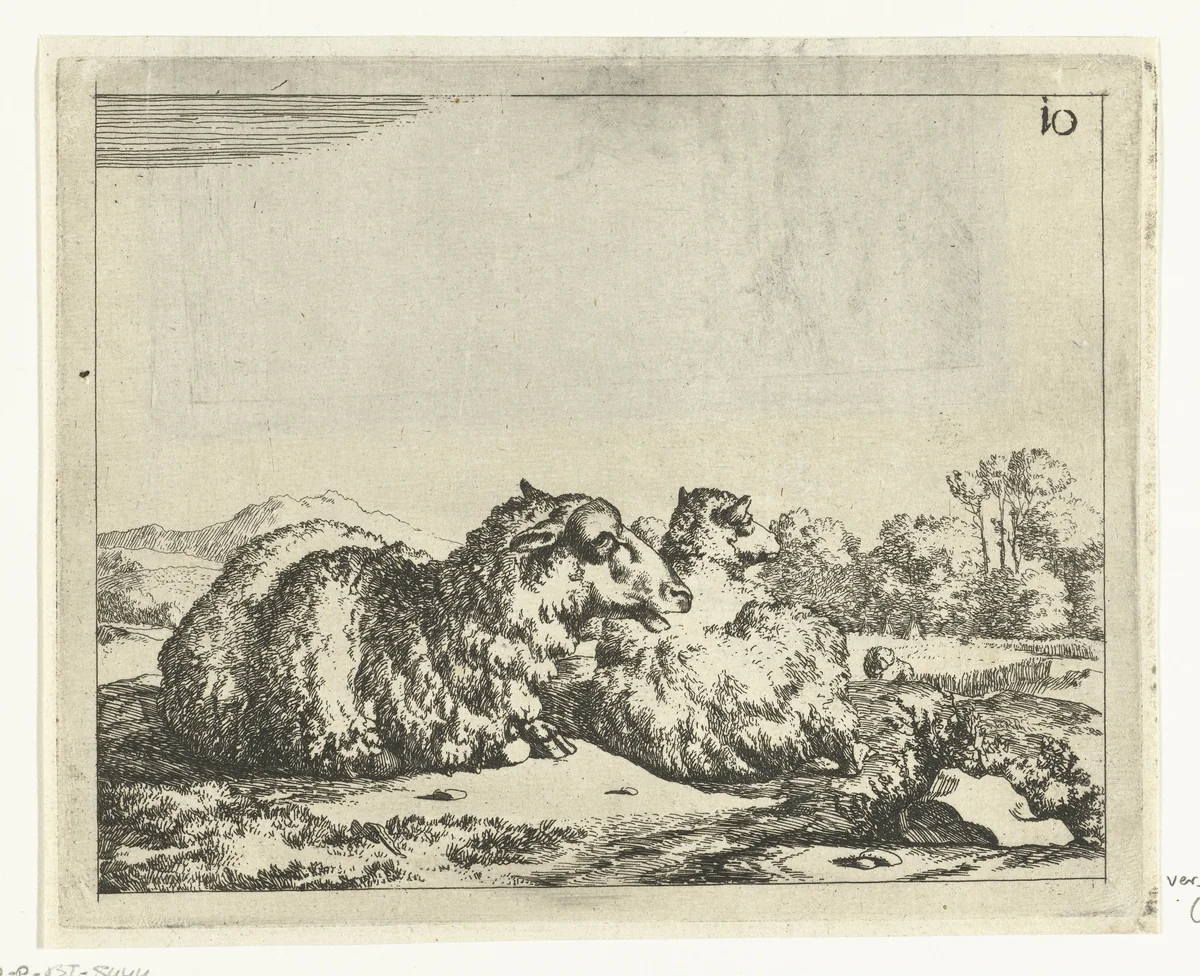 Twee liggende schapen, van achter gezien by Marcus de Bye, print, 1660
