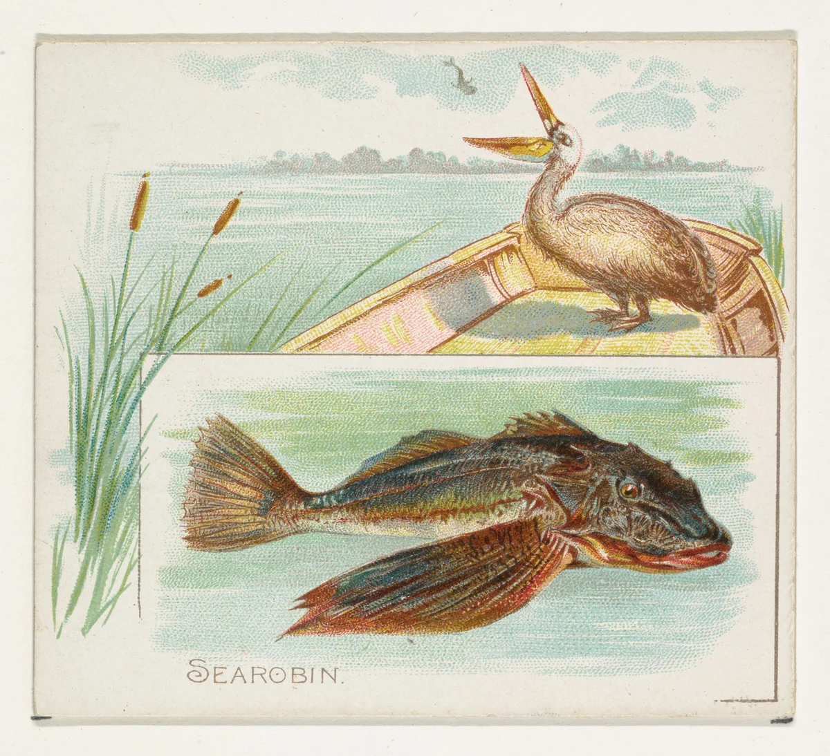 Searobin, from Fish from American Waters series (N39) for Allen & Ginter Cigarettes by Allen & Ginter, print, 1889