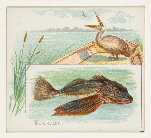 Searobin, from Fish from American Waters series (N39) for Allen & Ginter Cigarettes by Allen & Ginter, print, 1889