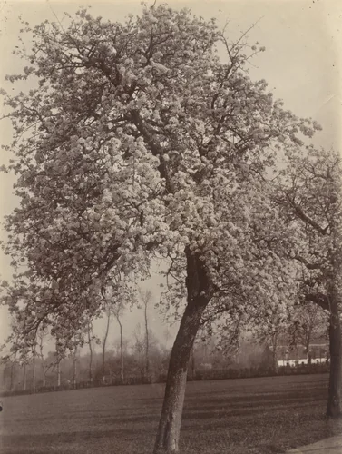 Poirier by Eugène Atget, photograph, 1900
