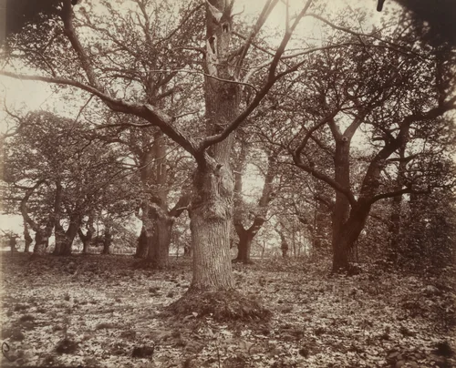 Lozère (Chataigniers) by Eugène Atget, photograph, 1919