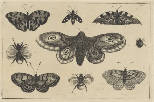 Mot, vier vlinders, twee hommels en twee andere insekten by Wenceslaus Hollar, print, 1644-1652