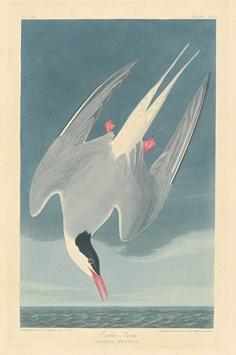 Arctic Tern by Robert Havell, Jr.; John James Audubon, print, 1835