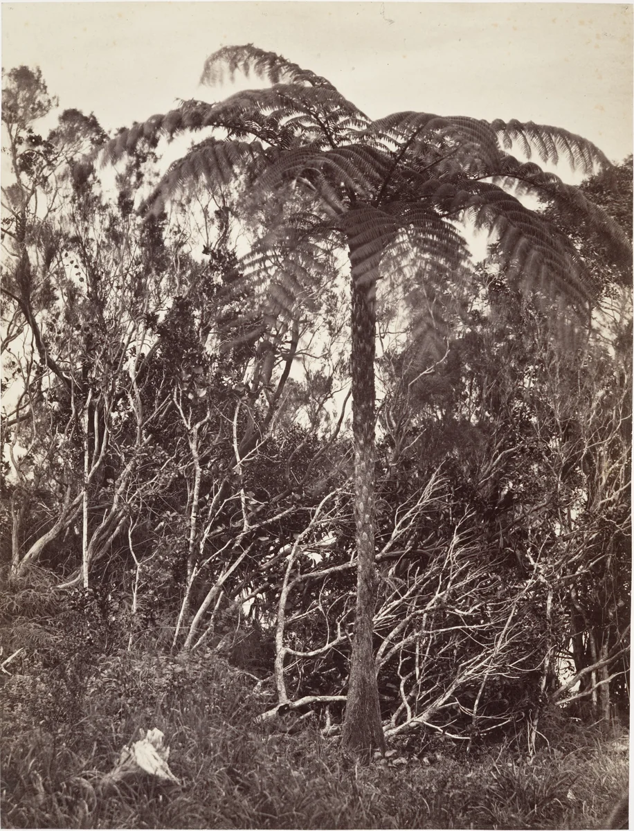 Fougère arborescente by Désiré Charnay, photograph, 1863